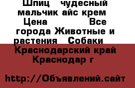 Шпиц - чудесный мальчик айс-крем › Цена ­ 20 000 - Все города Животные и растения » Собаки   . Краснодарский край,Краснодар г.